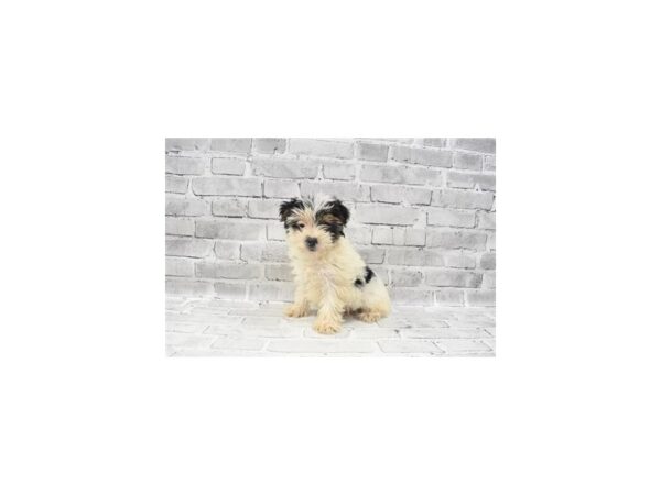 Yorkshire Terrier- Available 8/19-DOG-Female-Black Tan and White-450-PetCenter Old Bridge, New Jersey