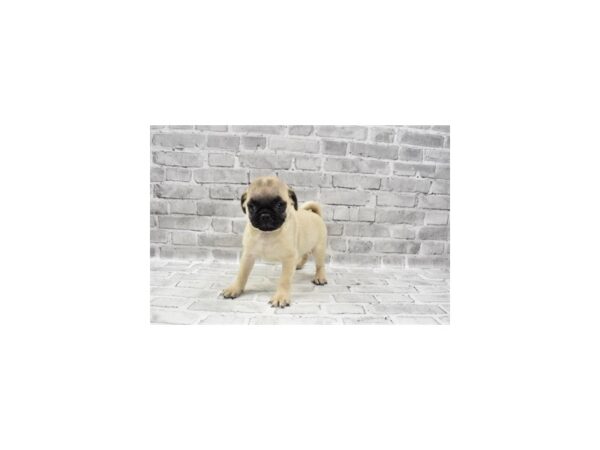 Pug- Available 8/19-DOG-Male-Fawn-451-PetCenter Old Bridge, New Jersey
