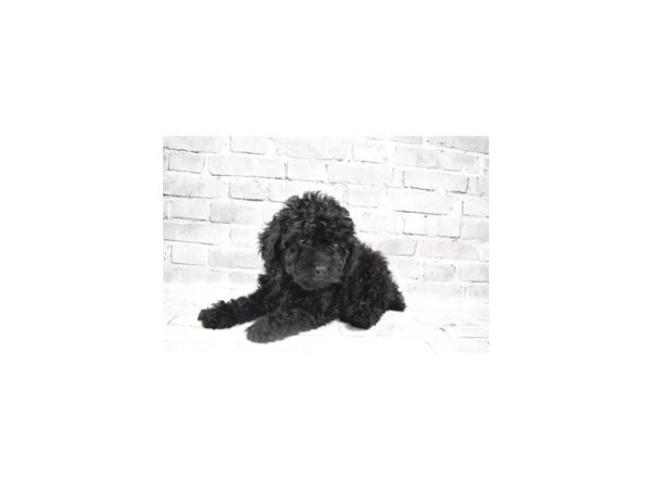 Poodle - Available 8/26-DOG-Male-Black-453-PetCenter Old Bridge, New Jersey