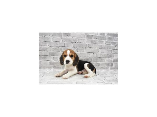 Beagle - Available 8/26-DOG-Female-Black White and Tan-454-PetCenter Old Bridge, New Jersey