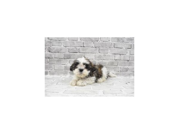 Shih Tzu - Available 8/26-DOG-Female-Silver Gold and White-455-PetCenter Old Bridge, New Jersey