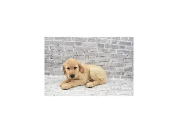 Golden Retriever - Available 8/26-DOG-Female-Light Golden-456-PetCenter Old Bridge, New Jersey