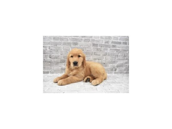 Golden Retriever - Available 8/26-DOG-Male-Golden-457-PetCenter Old Bridge, New Jersey