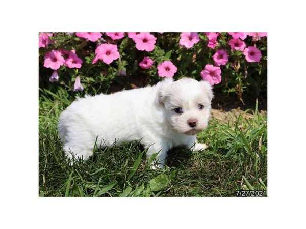 Coton De Tulear-DOG-Female-White-458-PetCenter Old Bridge, New Jersey