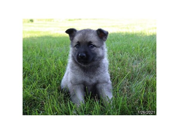 Norwegian Elkhound-DOG-Female-Black / Silver-459-PetCenter Old Bridge, New Jersey