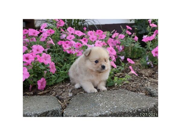 Pomeranian-DOG-Male-Fawn-461-PetCenter Old Bridge, New Jersey