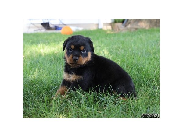Rottweiler-DOG-Female-Black / Tan-462-PetCenter Old Bridge, New Jersey