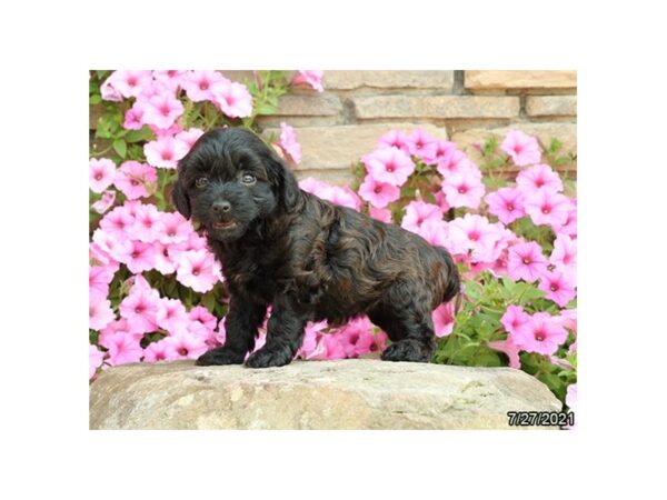 Havapoo- Available 8/26-DOG-Female-Brown-464-PetCenter Old Bridge, New Jersey