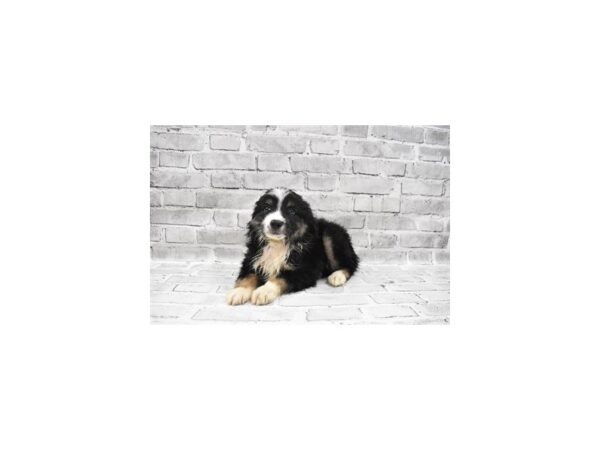 Miniature Australian Shepherd- Available 8/26-DOG-Male-Black White and Brown-465-PetCenter Old Bridge, New Jersey
