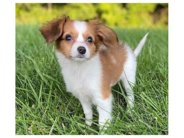 Papillon-DOG-Female-Brown / White-463-PetCenter Old Bridge, New Jersey