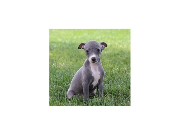 Italian Greyhound-DOG-Female-Blue-460-PetCenter Old Bridge, New Jersey