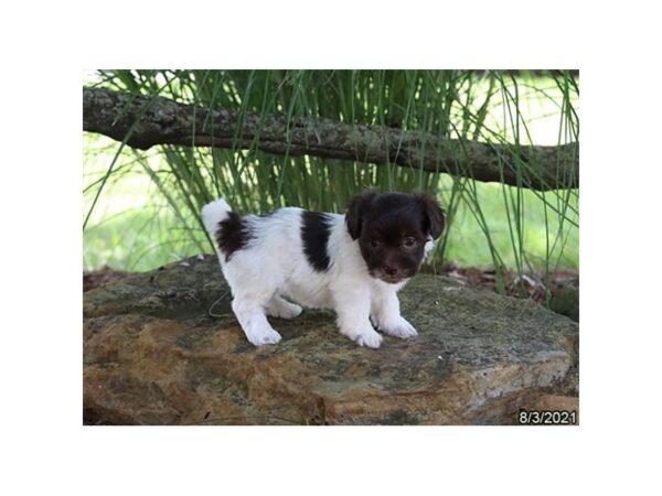 Havanese- Available 9/2-DOG-Male-Chocolate / White-466-PetCenter Old Bridge, New Jersey