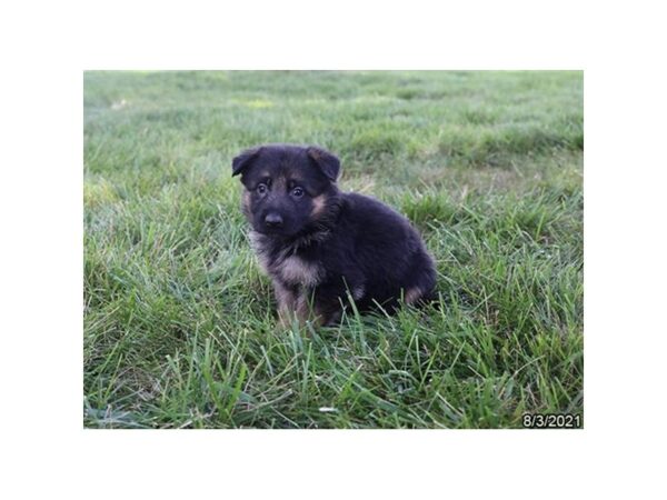 German Shepherd- Available 9/2-DOG-Female-Black / Tan-468-PetCenter Old Bridge, New Jersey