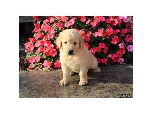 Golden Retriever- Available 9/2-DOG-Male-Golden-469-PetCenter Old Bridge, New Jersey