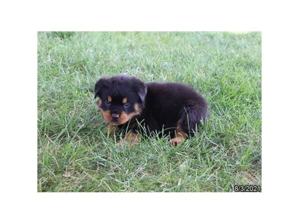 Rottweiler- Available 9/2-DOG-Male-Black / Tan-470-PetCenter Old Bridge, New Jersey