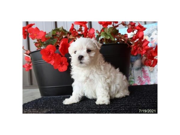Maltese- Available 9/2-DOG-Male-White-471-PetCenter Old Bridge, New Jersey