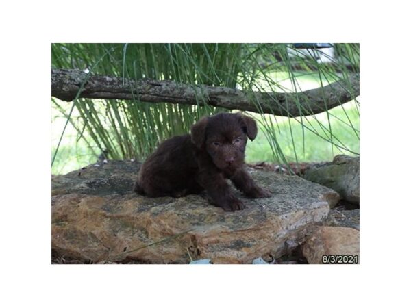 Schoodle-DOG-Male-Chocolate-475-PetCenter Old Bridge, New Jersey