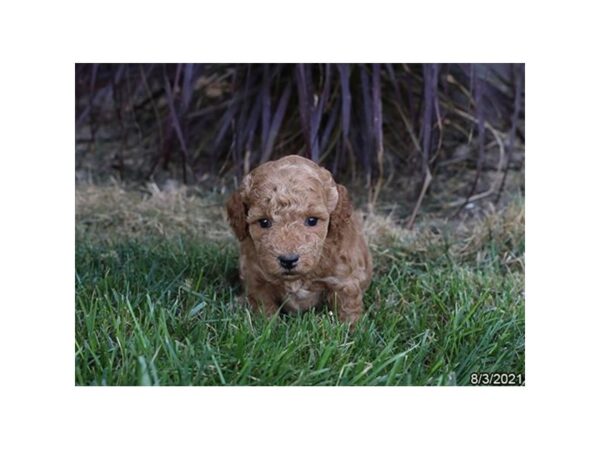 Poodle- Available 9/2-DOG-Female-Apricot-477-PetCenter Old Bridge, New Jersey