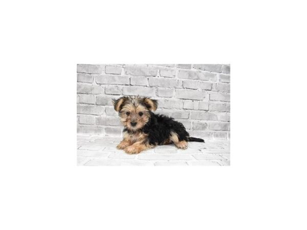 Morkie-DOG-Female-Black and Tan-478-PetCenter Old Bridge, New Jersey