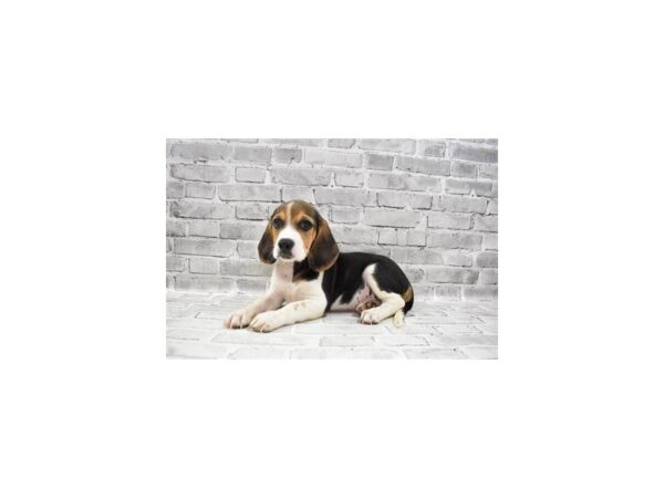 Beagle-DOG-Male-Black White and Tan-482-PetCenter Old Bridge, New Jersey