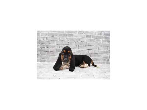 Basset Hound-DOG-Female-Black White and Tan-483-PetCenter Old Bridge, New Jersey