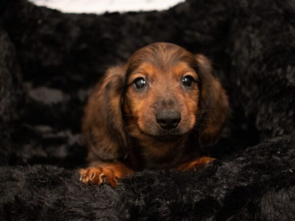 Dachshund-DOG-Male-Red-484-PetCenter Old Bridge, New Jersey