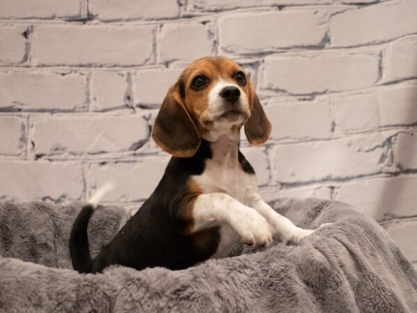 Beagle-DOG-Female-Black White and Tan-481-PetCenter Old Bridge, New Jersey