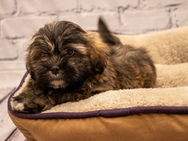 Lhasa Apso-DOG-Male-Grizzle-479-PetCenter Old Bridge, New Jersey