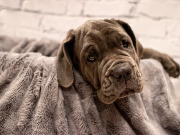 Neapolitan Mastiff- Available 9/2-DOG-Female-Blue-476-PetCenter Old Bridge, New Jersey