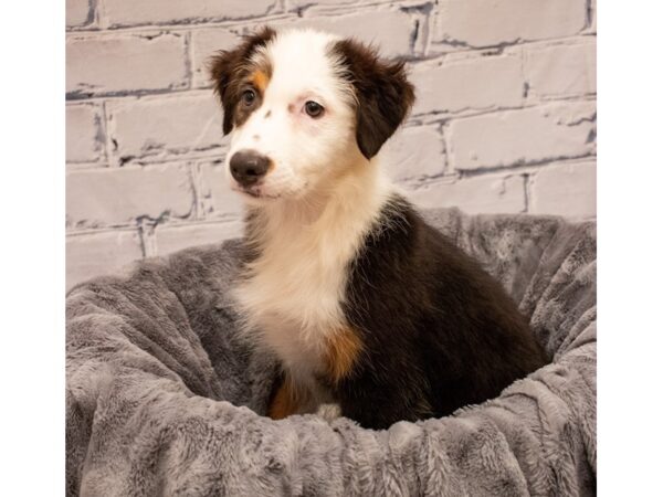 Australian Shepherd- Available 9/2-DOG-Female-Black-472-PetCenter Old Bridge, New Jersey