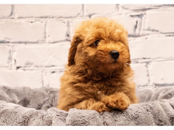 Mini Goldendoodle 2nd Gen-DOG-Male-Red-480-PetCenter Old Bridge, New Jersey