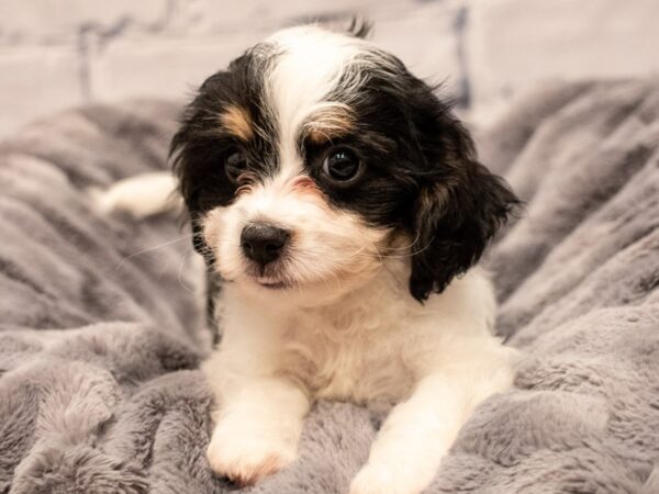 Cavachon- Available 9/2-DOG-Male-Tri-Colored-474-PetCenter Old Bridge, New Jersey