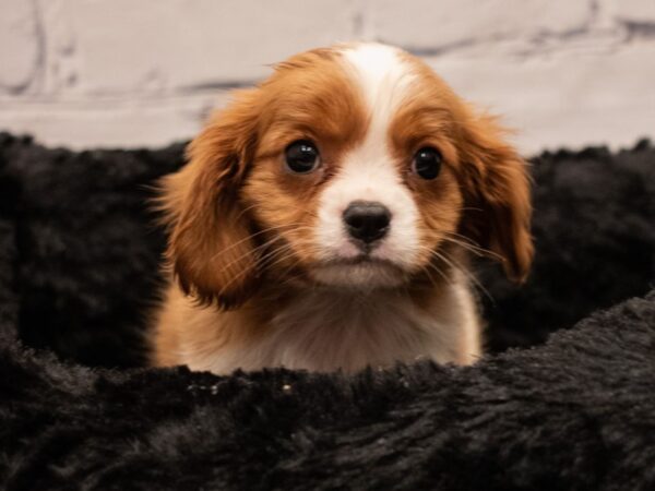 Cavalier King Charles Spaniel-DOG-Male-Blenheim-485-PetCenter Old Bridge, New Jersey