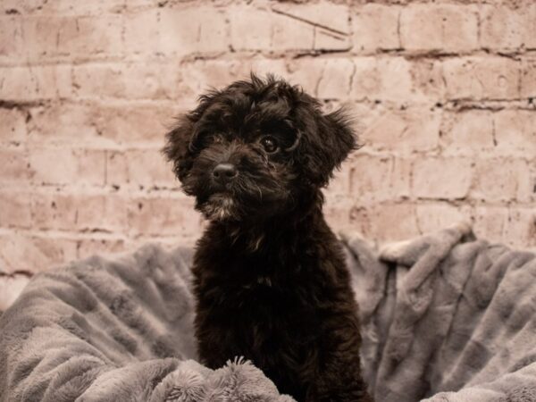 Aussiepoo- Available 9/9-DOG-Female-Black-502-PetCenter Old Bridge, New Jersey