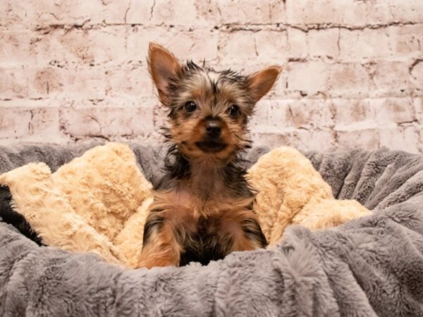 Yorkshire Terrier- Available 9/9-DOG-Female-Black and Tan-499-PetCenter Old Bridge, New Jersey