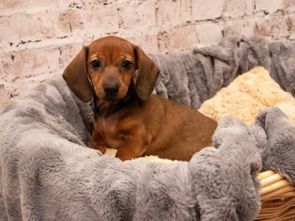 Dachshund- Available 9/9-DOG-Female-Red-497-PetCenter Old Bridge, New Jersey