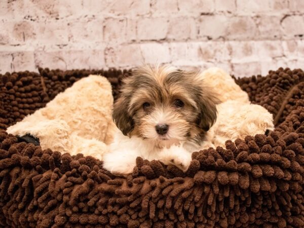 Havanese-DOG-Female-Gold Sable-496-PetCenter Old Bridge, New Jersey