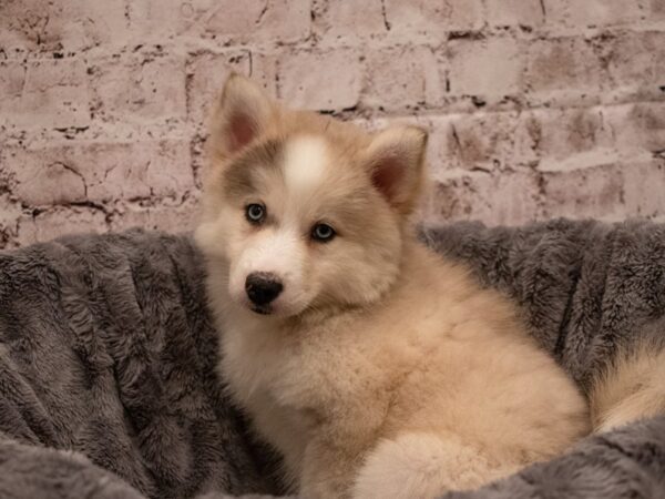 Pomski-DOG-Female-Sable and White-495-PetCenter Old Bridge, New Jersey