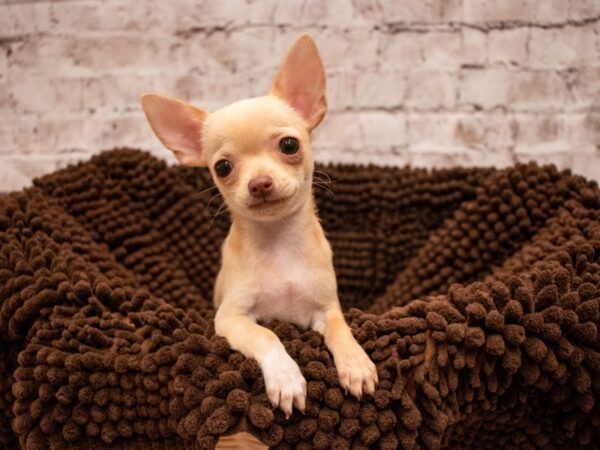 Chihuahua- Available 9/9-DOG-Male-Cream-491-PetCenter Old Bridge, New Jersey