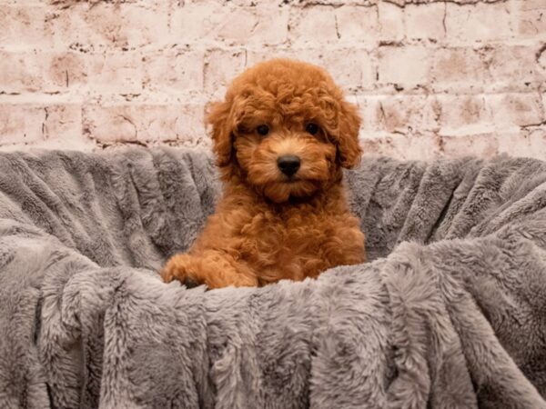 Poodle- Available 9/9-DOG-Male-Red-492-PetCenter Old Bridge, New Jersey
