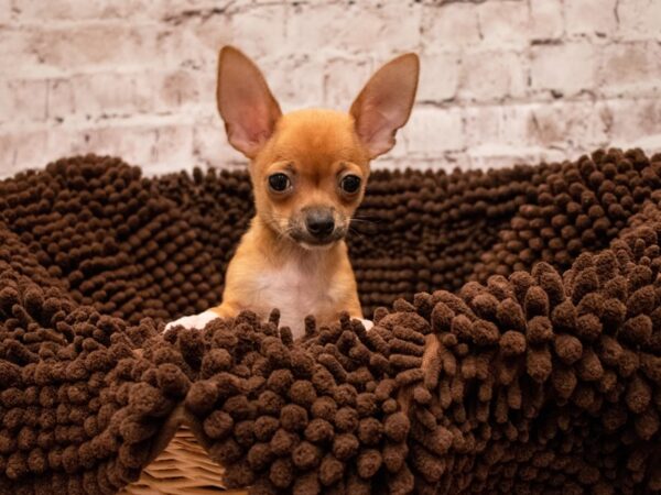 Chihuahua- Available 9/9-DOG-Male-Fawn Sable-490-PetCenter Old Bridge, New Jersey
