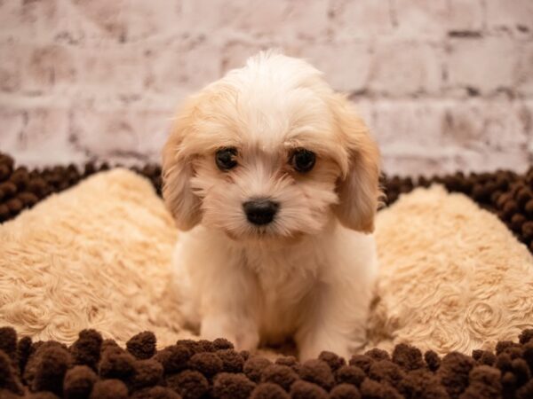 Cavachon- Available 9/9-DOG-Female-Blenheim-493-PetCenter Old Bridge, New Jersey