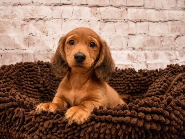 Dachshund- Available 9/9-DOG-Male-Red-500-PetCenter Old Bridge, New Jersey