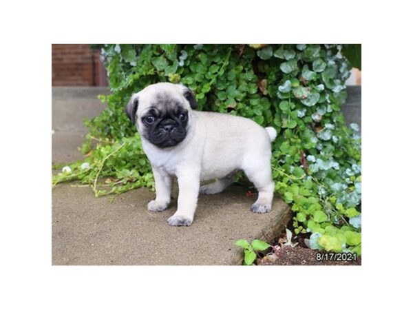 Pug- Available 9/16-DOG-Male-Fawn-509-PetCenter Old Bridge, New Jersey