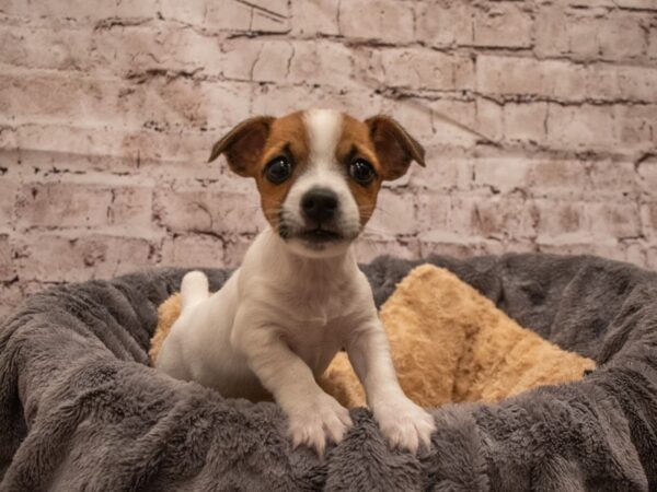 Jack Russell Terrier- Available 9/16-DOG-Male-Brown / White-506-PetCenter Old Bridge, New Jersey