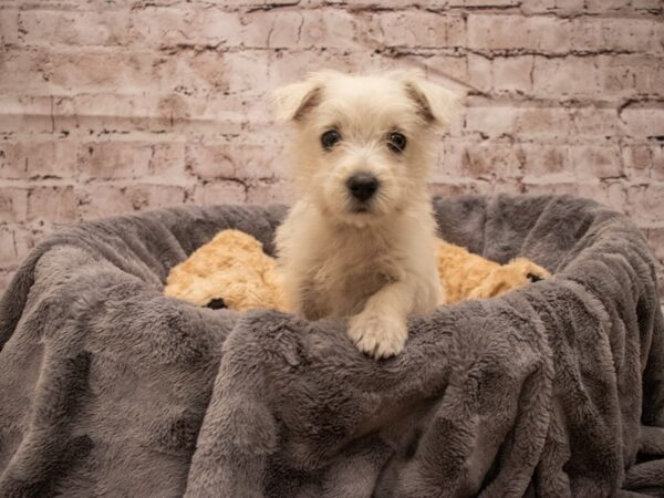 West Highland White Terrier- Available 9/16-DOG-Female-White-505-PetCenter Old Bridge, New Jersey