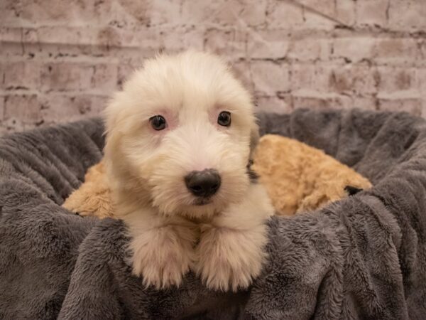 Old English Sheepdog- Available 9/16-DOG-Female-Black / White-513-PetCenter Old Bridge, New Jersey
