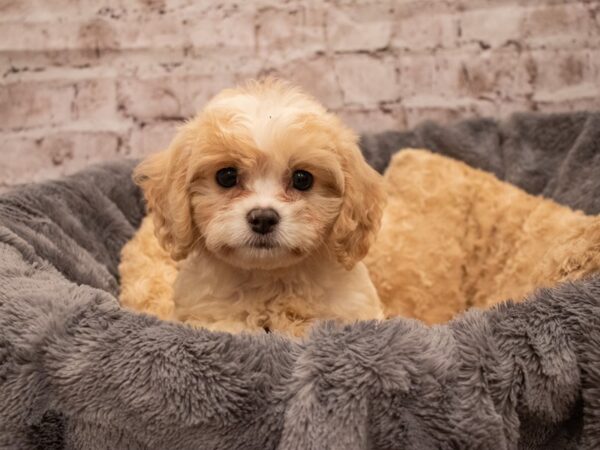 Cavachon- Available 9/16-DOG-Female-Blenheim-508-PetCenter Old Bridge, New Jersey