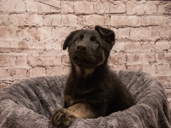 German Shepherd- Available 9/16-DOG-Male-Black / Tan-504-PetCenter Old Bridge, New Jersey