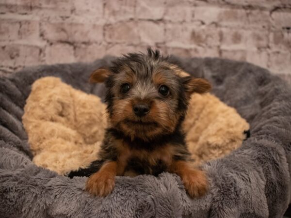 Silky Terrier- Available 9/16-DOG-Male-Black / Tan-507-PetCenter Old Bridge, New Jersey